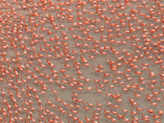 Photo of the Day : Flamingos, Mexico